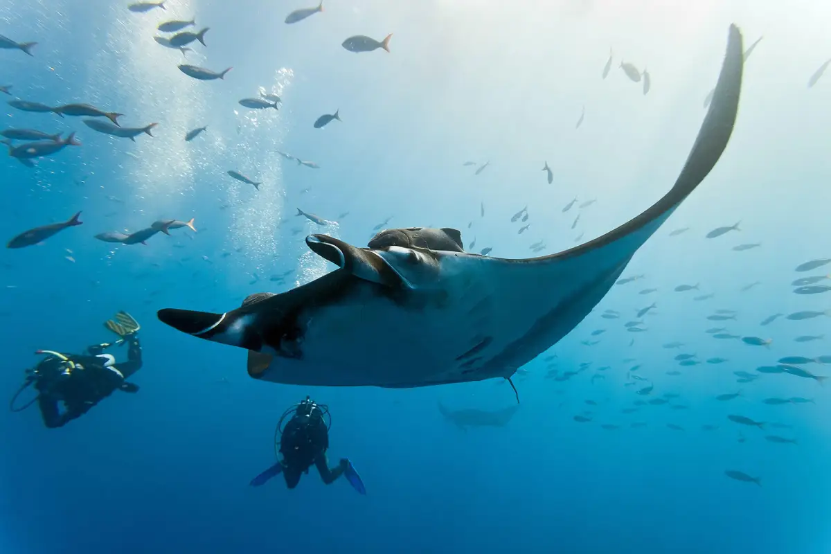 Phuket Diving Day Trips