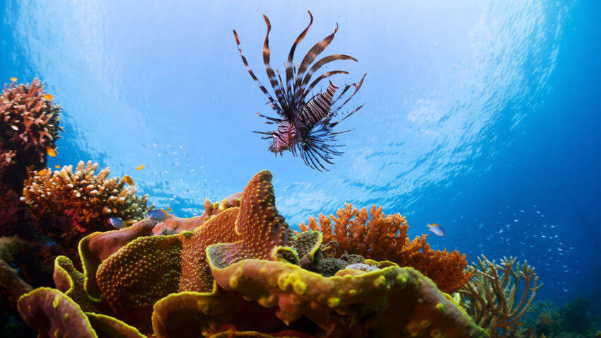 Lion Fish on Coral Block