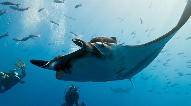 Diver swimming with Manta in Indonesia
