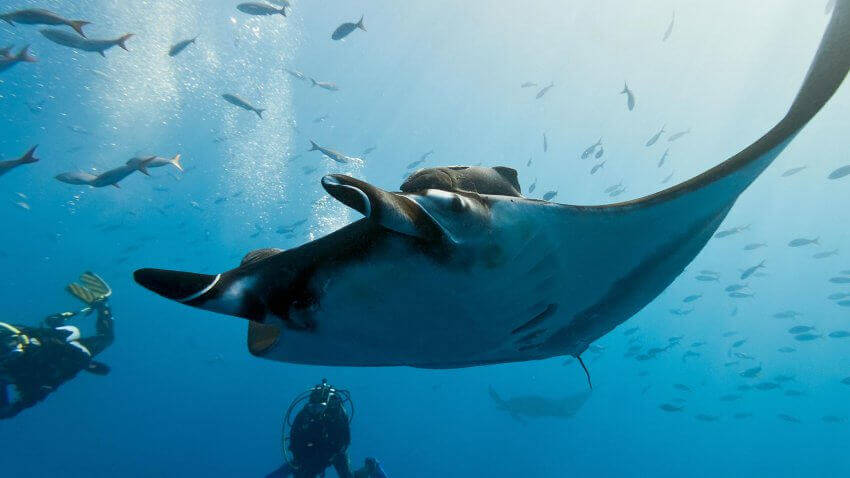 Similan Islands Scuba Diving