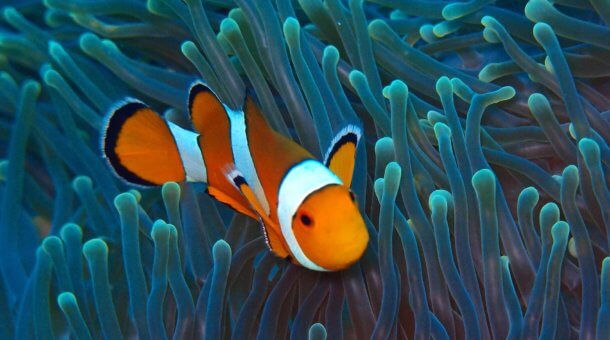 Anemone Fish