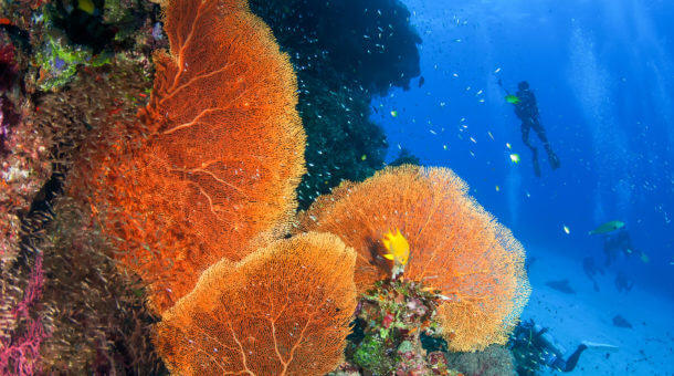 Diving in Myanmar