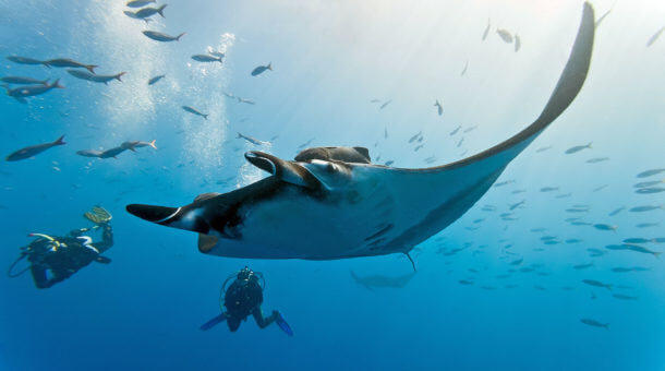 Manta Ray - Diving Hin Daeng in Thailand