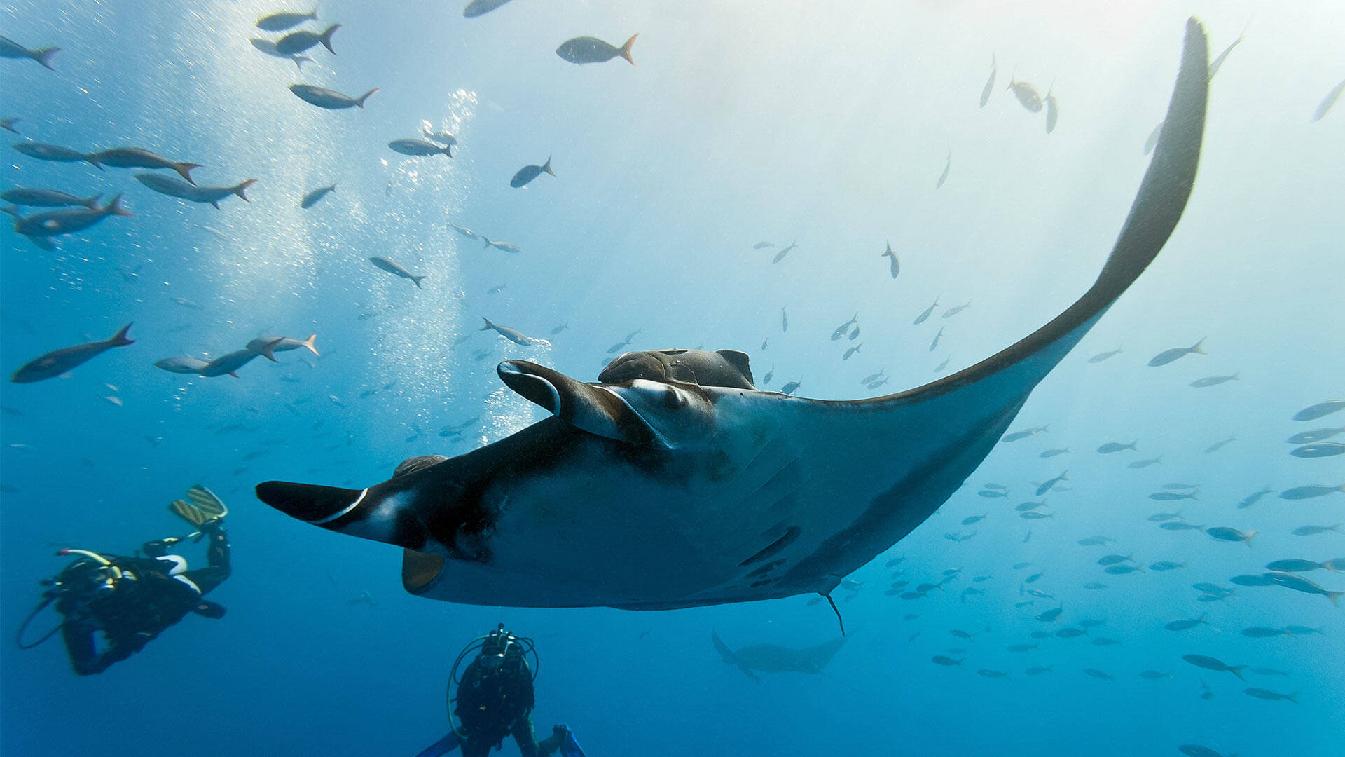 Manta Rays