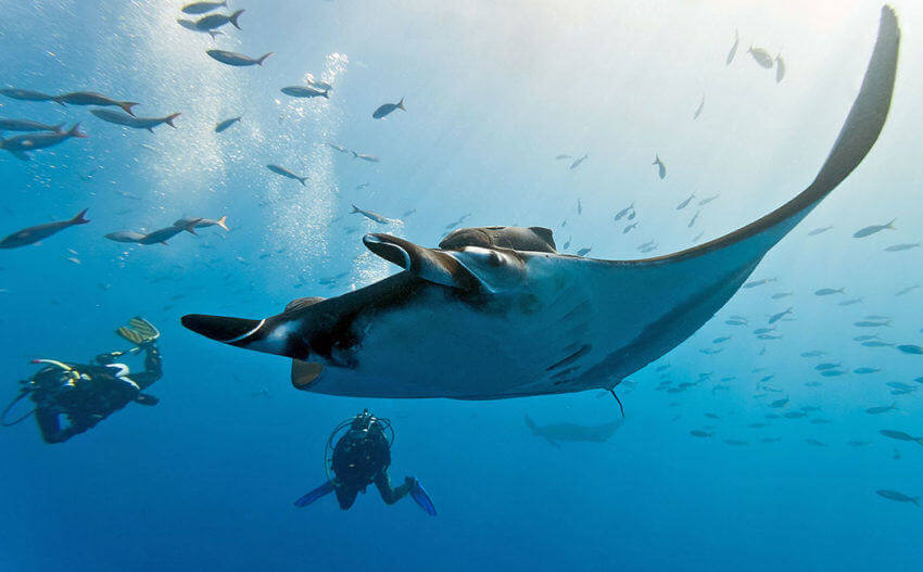 Manta Ray