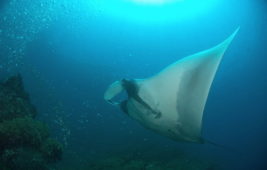 Manta Ray in Thailand