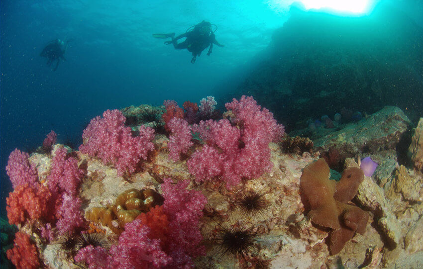 Beautiful Reefs near Phuket