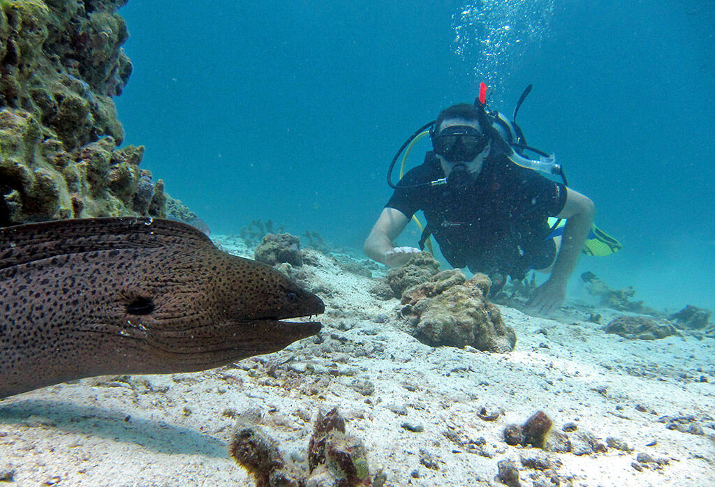 Diver with Moray Eel - Racha Yai