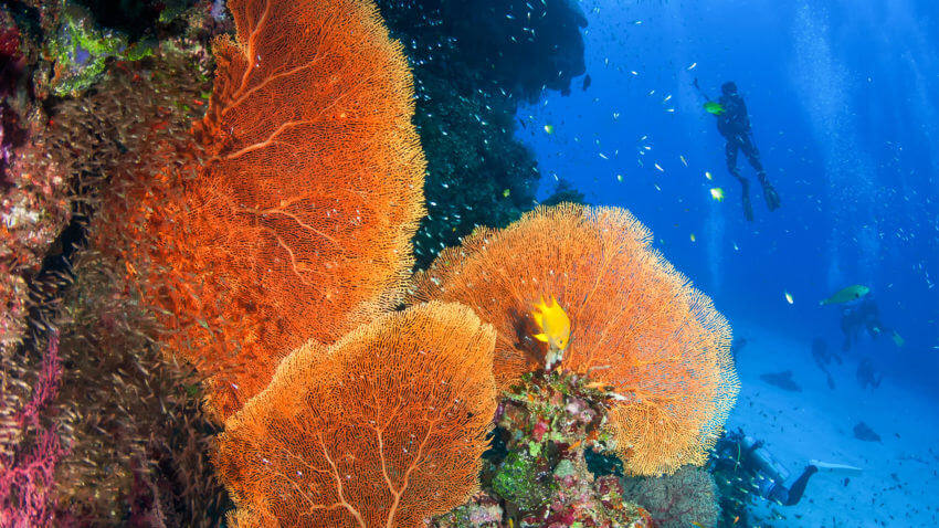 Sea Fans at the Similan Islands