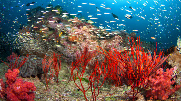 Similan Islands Reef