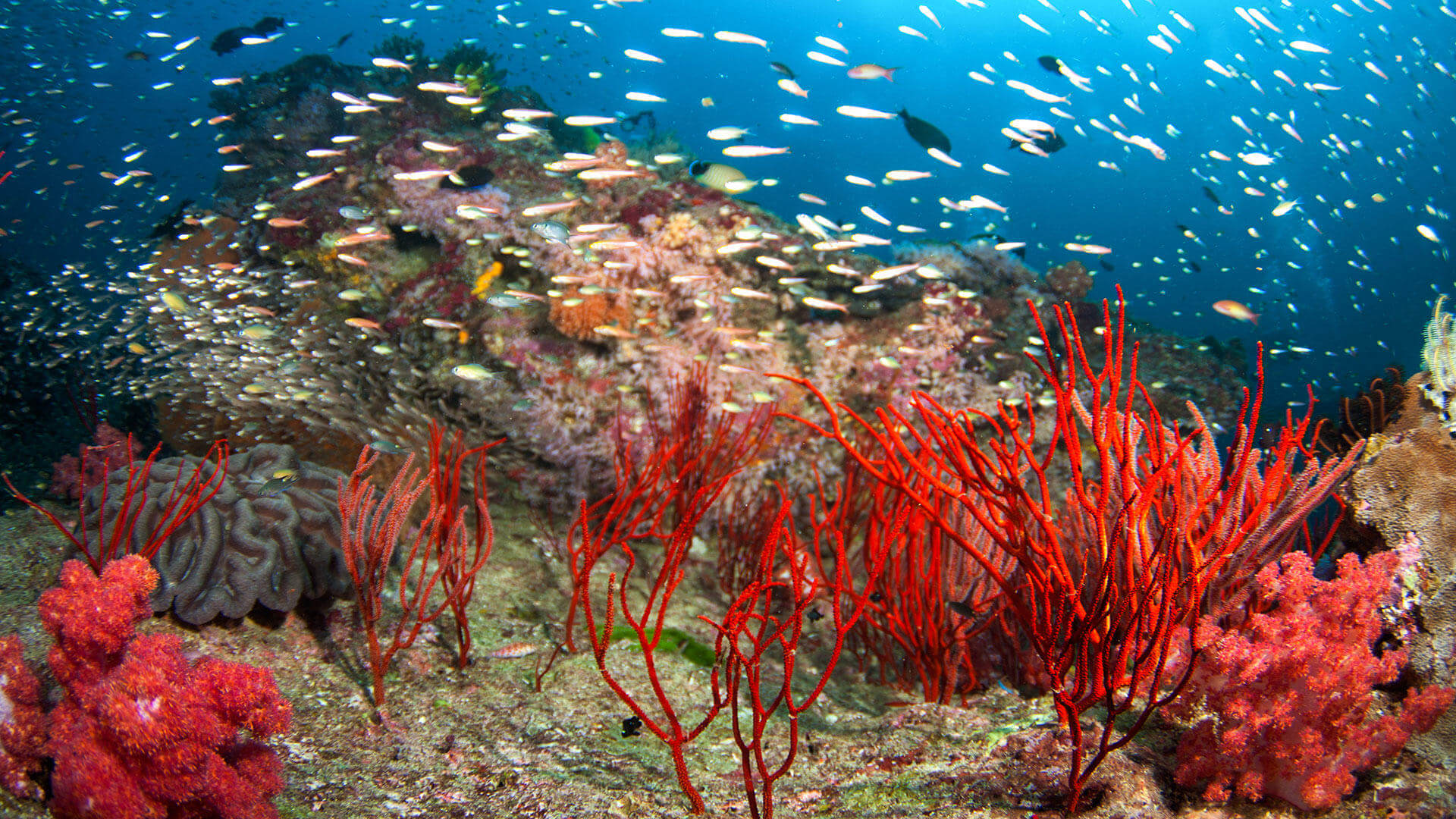 Similan Islands Dive Sites