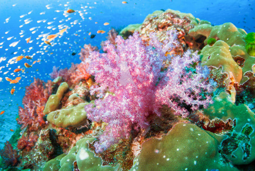 Soft Corals at Anemone Reef
