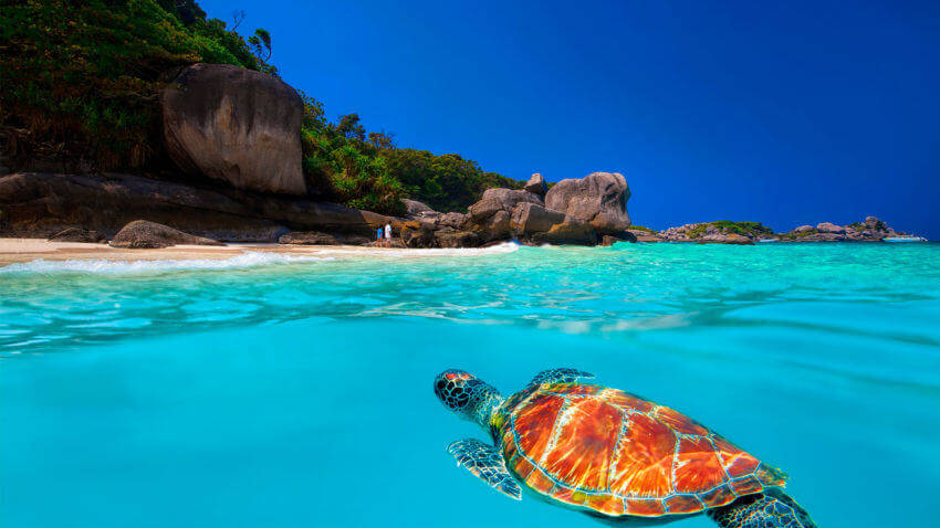 Turtle at the Similan Islands