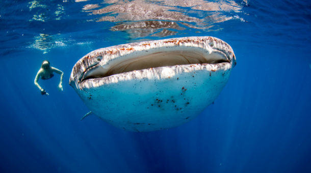 Whale Shark in Thailand