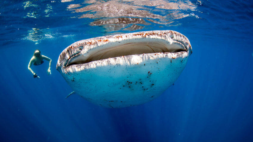 Whale Shark in Thailand