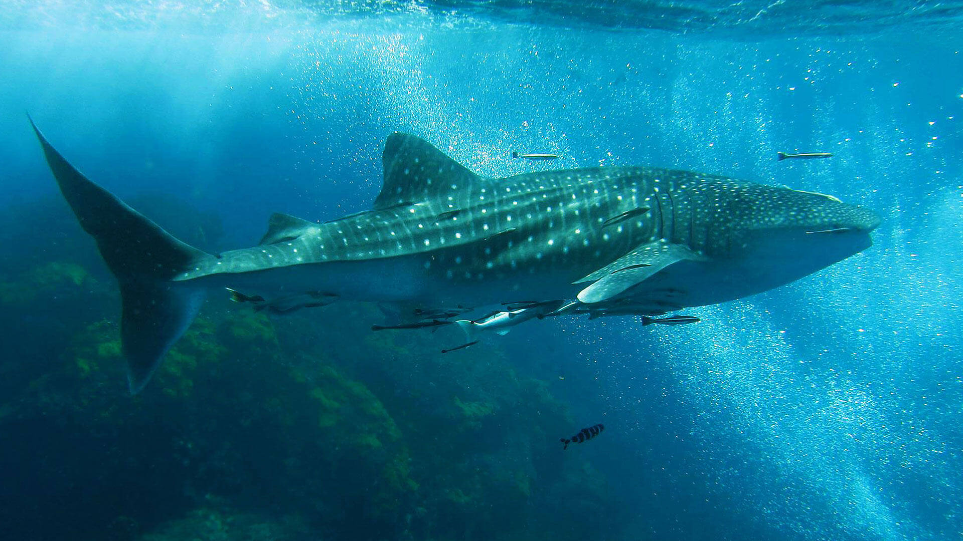 Whale Sharks in Thailand – Best Diving Spots To See Whale Sharks