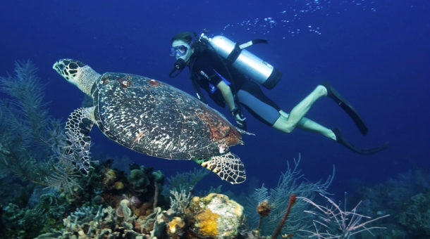 Scuba Diver with Turtle