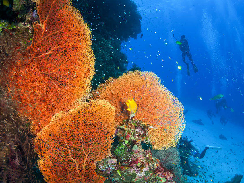 Divers at the Similan Islands