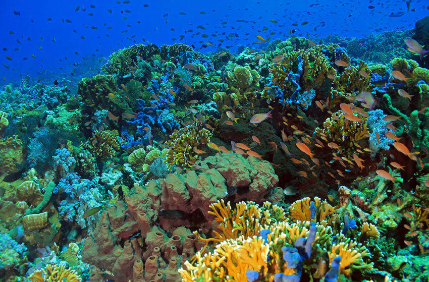 Komodo Coral Reef