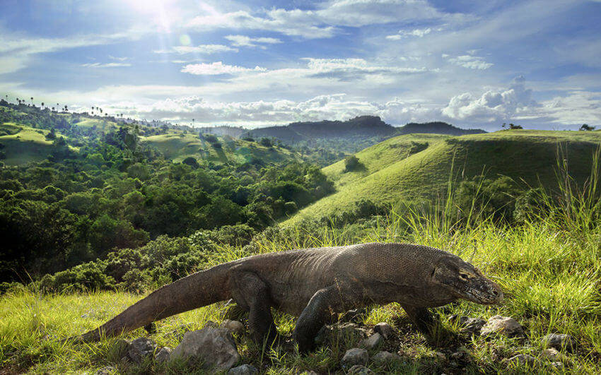 Komodo Dragon