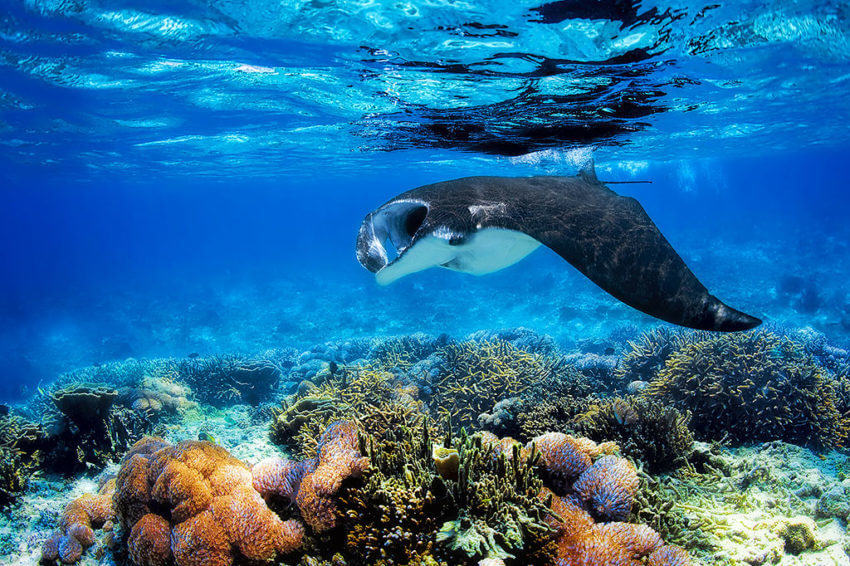 Manta Ray in Shallow Water at Raja Ampat