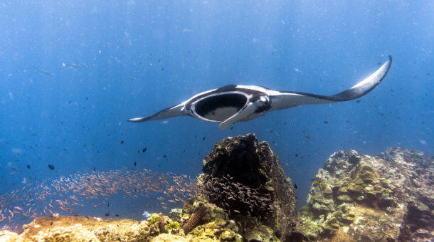 Manta Ray at Komodo National Park