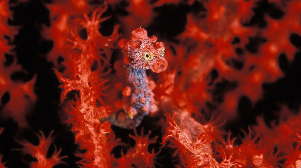 Pygmy Seahorse