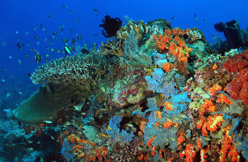 Raja Ampat Dive Sites Sunrise Divers Phuket