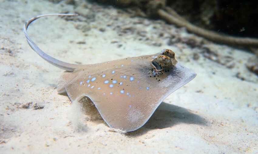 Blue Spotted Stingray