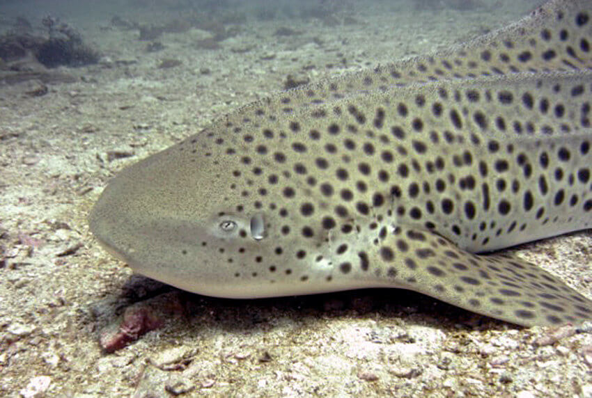 Leopard Shark