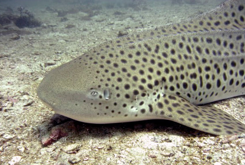 Leopard shark - residents at Shark Point, Anemone Reef and Phi Phi
