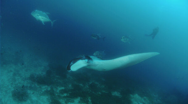 Manta Ray at Koh Bon