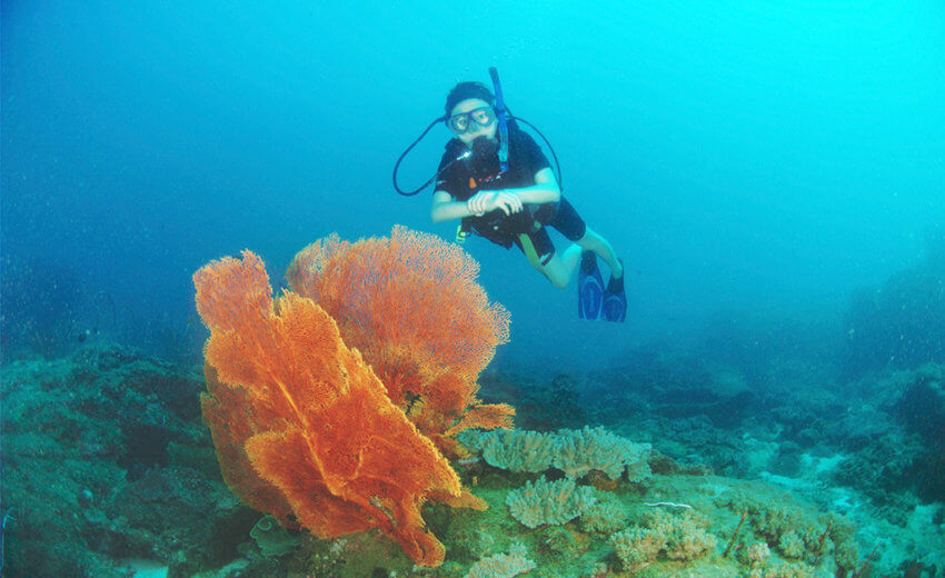 Diver and Sea Fan - Diving in Phuket