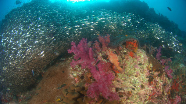 Shark Point Dive Site Phuket