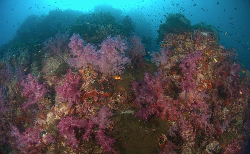 Soft Corals at Shark Point