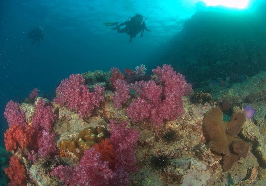Soft Corals and Divers at Anemone Reef Phuket
