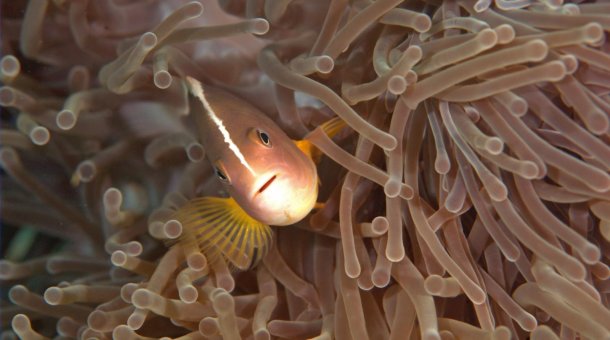 Anemone Reef Phuket