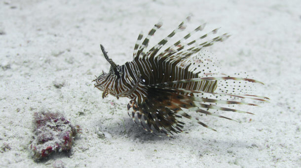 Lionfish at Racha Yai Island near Phuket