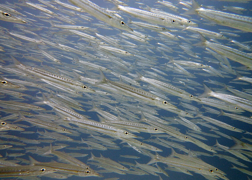 School of Barracuda at Racha Noi