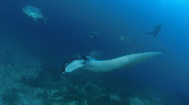 Manta Ray at Racha Noi Island