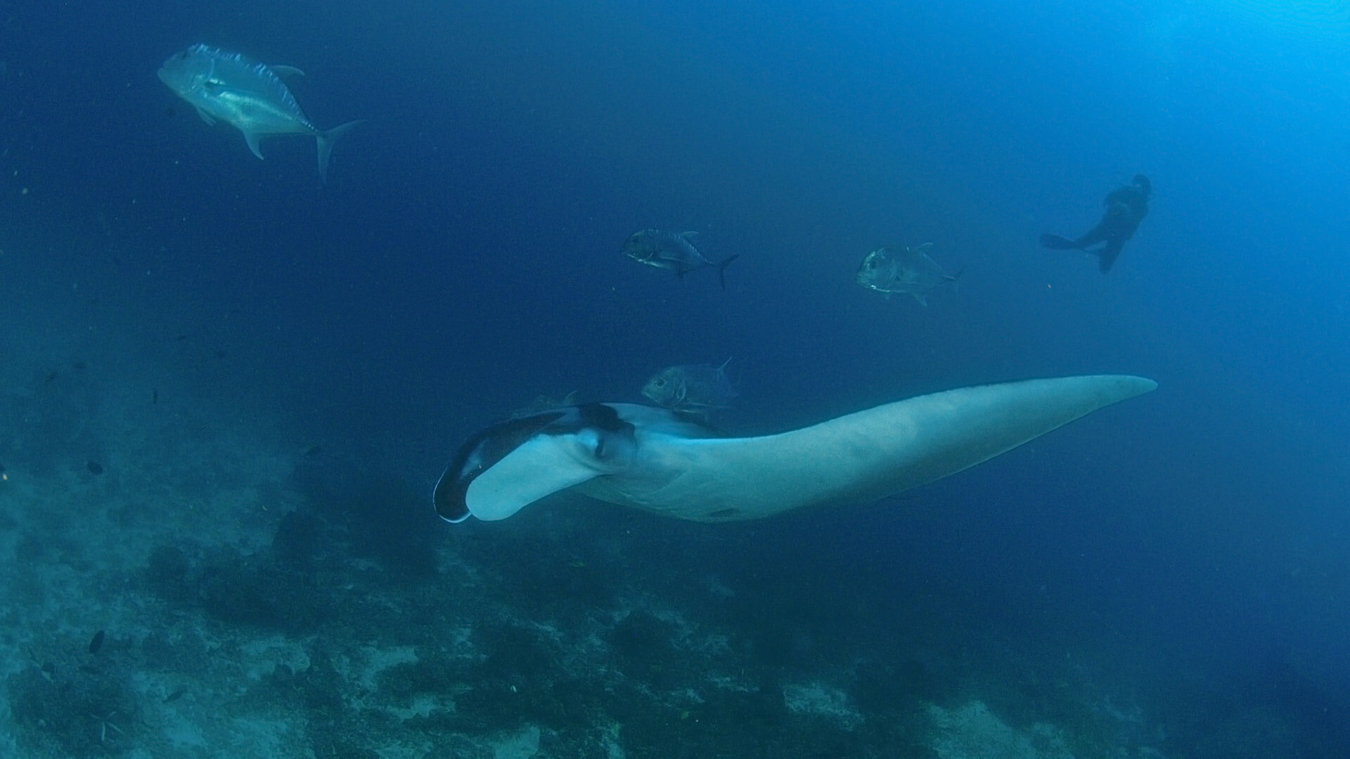 Manta ray - head for Racha Noi, Koh Bon or Hin Daeng