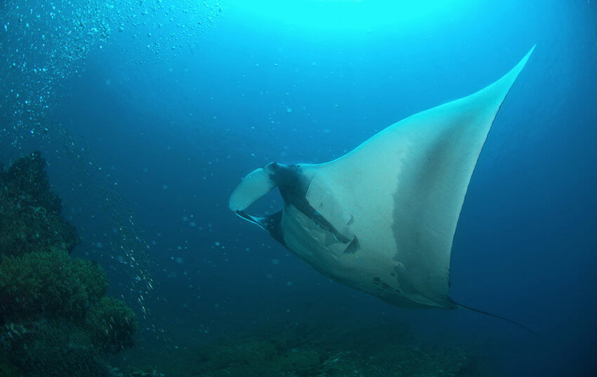 Manta Ray in Thailand