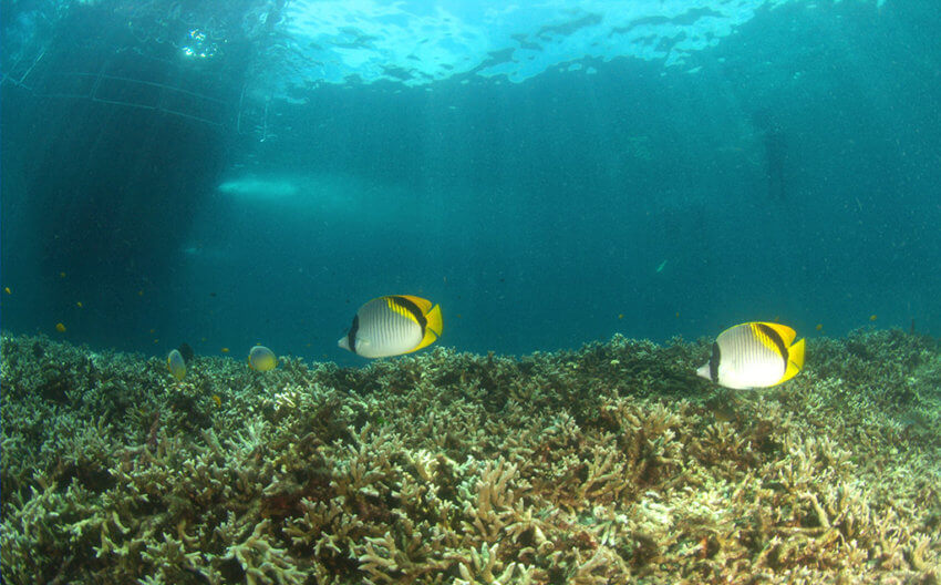 Coral Reef at Racha Yai Island