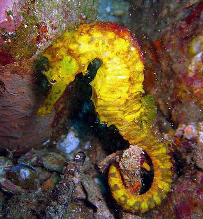 Seahorse - often seen at Koh Doc Mai