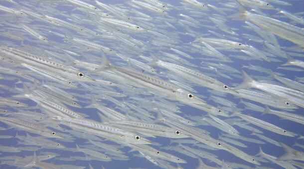 Barracuda are often seen when diving at Koh Racha Noi