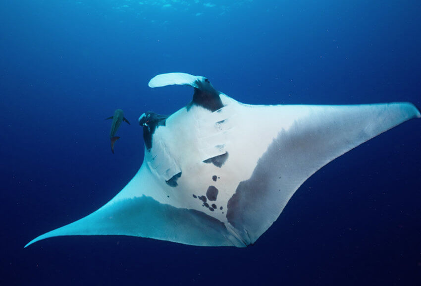 Manta Ray seen in Thailand