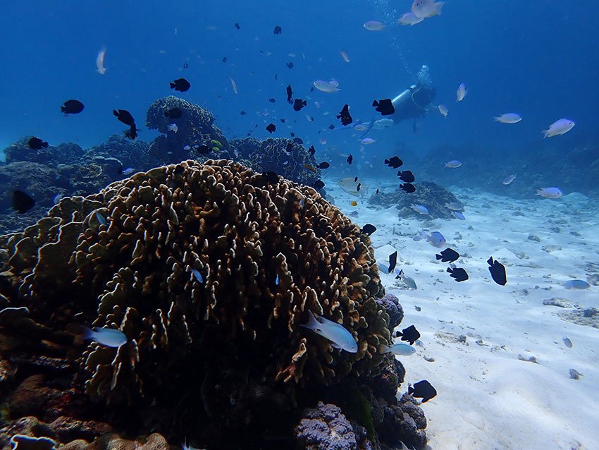 Diving at Racha Noi Island