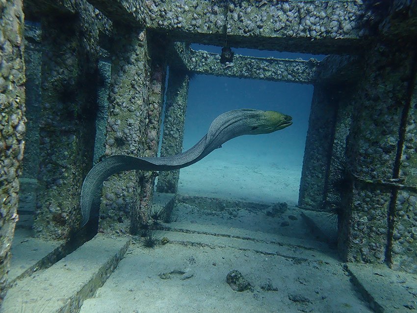 Giant Moray Free Diving