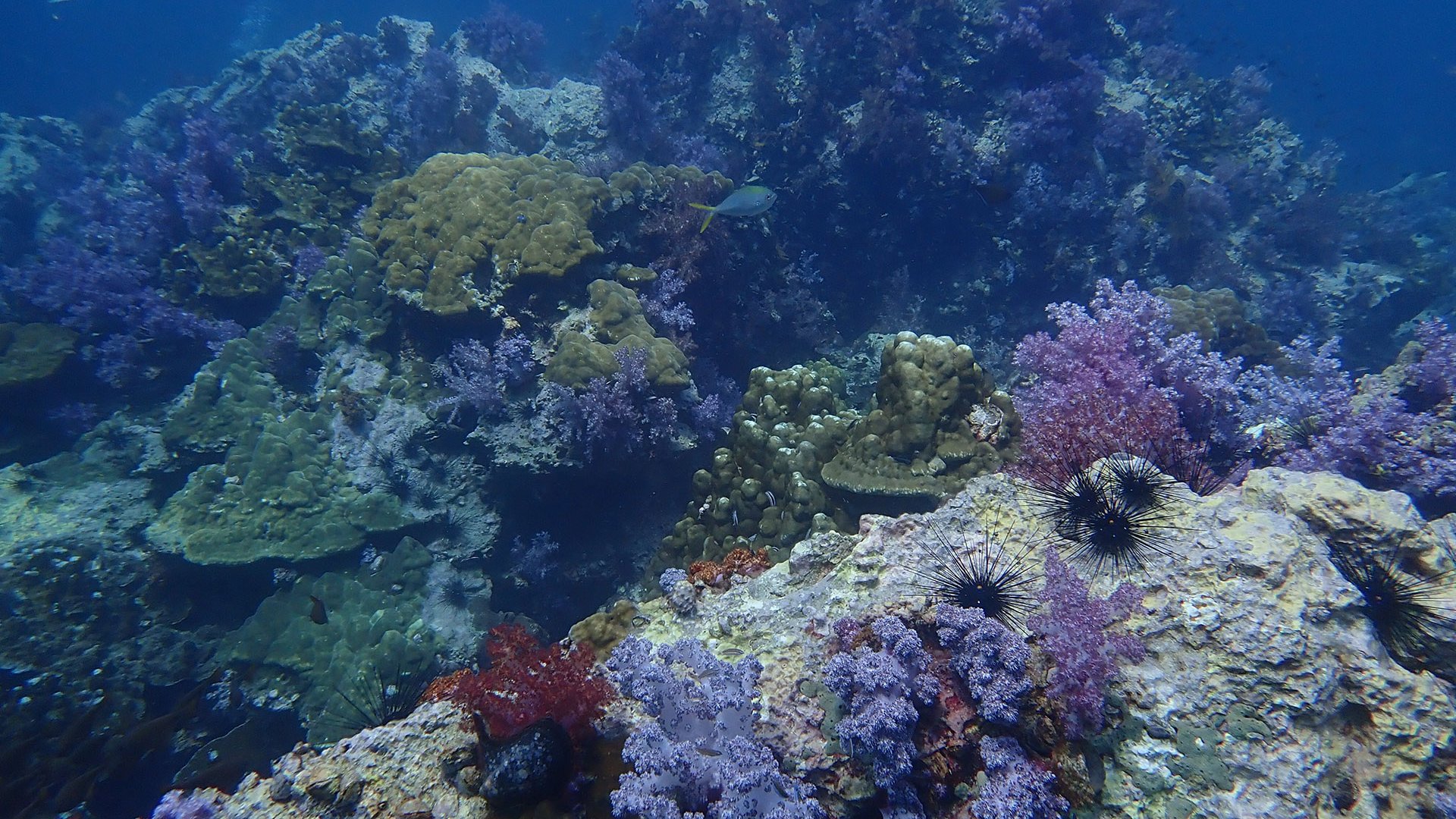 King Cruiser Wreck & Shark Point Speedboat Dive Charter from Phuket