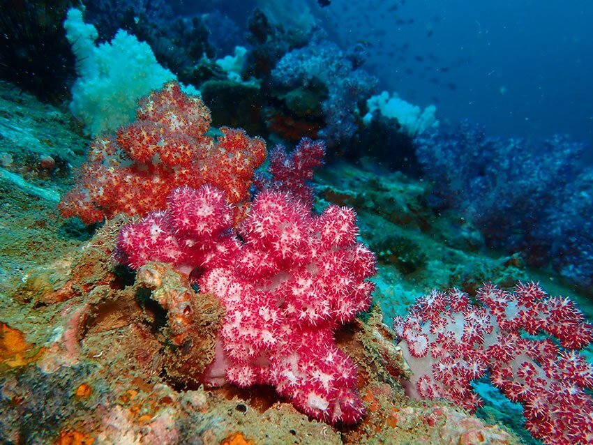Soft Corals at Shark Point